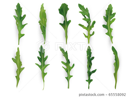 Set freshly picked rucola leaf. Single leaf on white background. Arugula rich in vitamins, natural products. Vegan concept. 3d realistic illustration. 65558092
