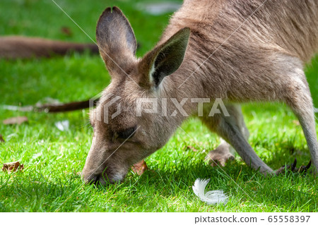 Eastern Grey Kangaroo Eating Grass 65558397