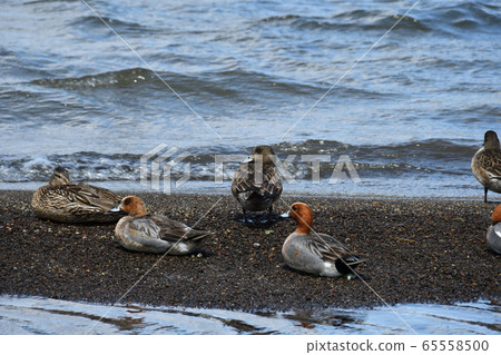 A duck A duck 65558500