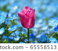 Tulip and Nemophila at Hamamatsu Flower Park 65558513