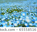 Nemophila field of Hamamatsu Garden Park 65558516