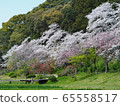 Hamamatsu Flower Park, row of cherry trees 65558517