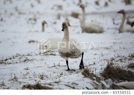 Scenery of Hokkaido "Swan in the rice field" Scenery of Hokkaido "Swan in the rice field" 65558531