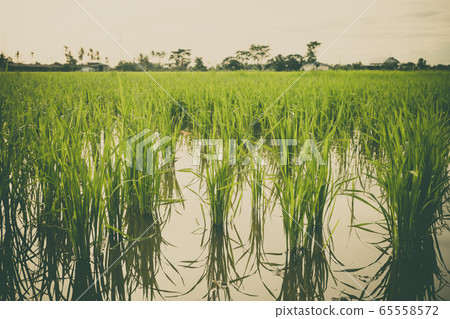 Rice Sprout in Rice field.Rice seedlings green Rice Sprout in Rice field.Rice seedlings green 65558572
