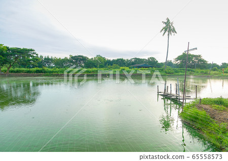 Wooden bridge in fish farm pool. Wooden bridge in fish farm pool. 65558573
