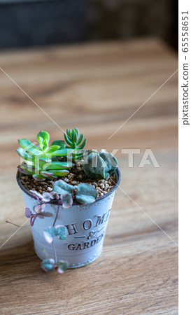 多汁植物 65558651