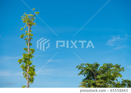 Sky above the trees in the forest, nature 65558843
