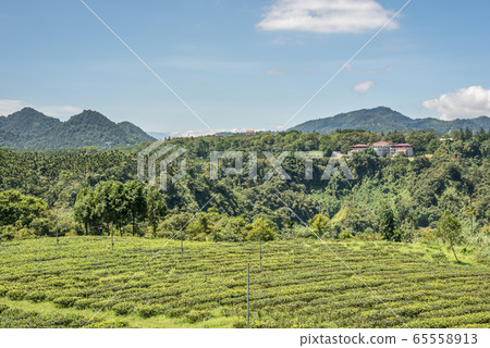 rural scenery of tea farm at Yuchi rural scenery of tea farm at Yuchi 65558913