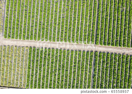 green farm with vegetable and fruits 65558937