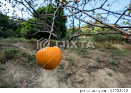 persimmons on the tree persimmons on the tree 65558950