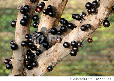 jaboticaba tree with fruits jaboticaba tree with fruits 65558953