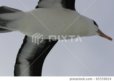 Mayu Glob Albatross 65559024