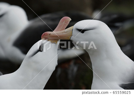 Mayu Glob Albatross 65559025