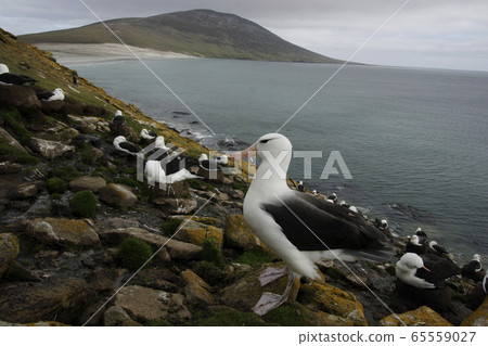 Mayu Glob Albatross 65559027