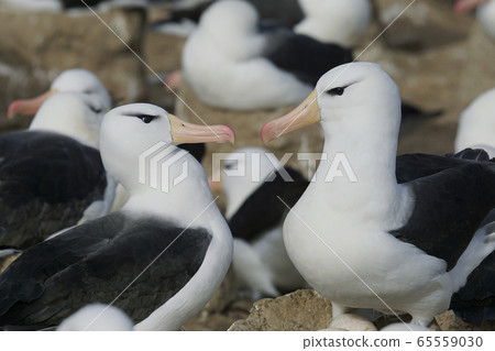 Mayu Glob Albatross Mayu Glob Albatross 65559030