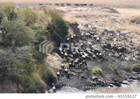 Masai Mara National Reserve (Kenya) 65559127