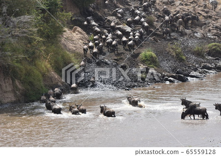 Masai Mara National Reserve (Kenya) 65559128