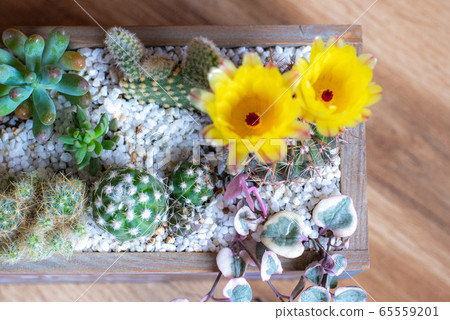 Farming Farming 65559201