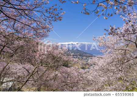 Kohiganzakura of Takataka castle ruined park 65559363