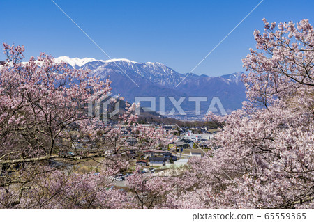 Kohiganzakura of Takataka castle ruined park 65559365