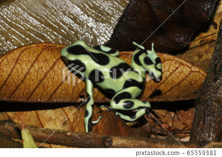 Madara yaddo frog Madara yaddo frog 65559381