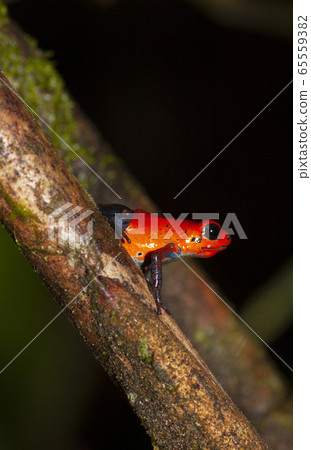 Strawberry half-tailed frog Strawberry half-tailed frog 65559382