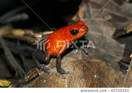 Strawberry half-tailed frog Strawberry half-tailed frog 65559383