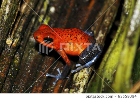 草莓半尾青蛙 草莓半尾青蛙 65559384
