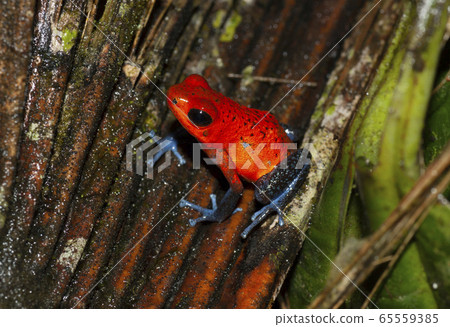 草莓半尾青蛙 草莓半尾青蛙 65559385
