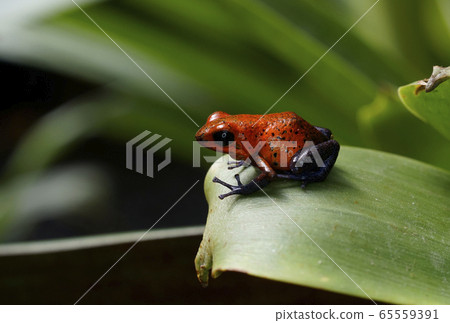 Strawberry half-tailed frog Strawberry half-tailed frog 65559391