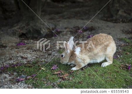Usagi in Okunojima Usagi in Okunojima 65559543