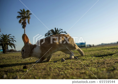 Usagi in Okunojima 65559544