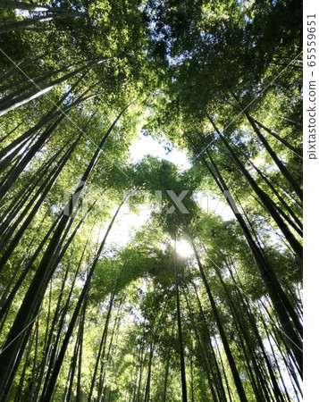 Light entering the bamboo grove Light entering the bamboo grove 65559651