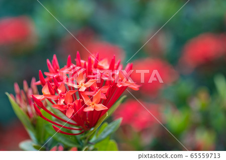Ixora Red spike flower. King Ixora blooming (Ixora 65559713