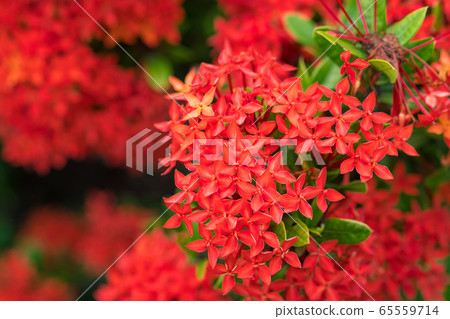 Ixora Red spike flower. King Ixora blooming (Ixora 65559714