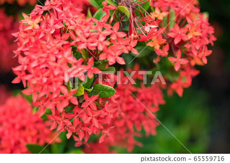 Ixora Red spike flower. King Ixora blooming (Ixora 65559716