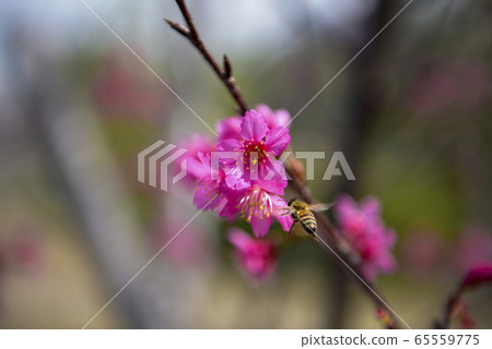 德鬆一船蜂蜜蜜蜂美麗的櫻花花。 65559775