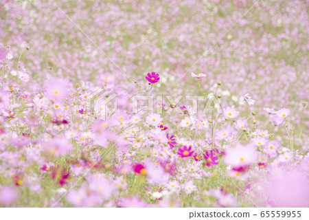 Cosmos 2 Cosmos 2 65559955