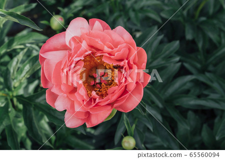 Beautiful fresh Coral Charm peony flower in full bloom. 65560094