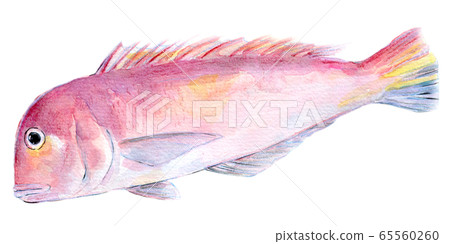 水彩插圖海鮮魚紅鯛魚 水彩插圖海鮮魚紅鯛魚 65560260