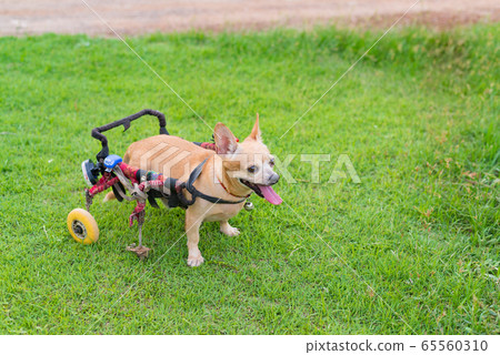 Cute little dog in wheelchair or cart walking in 65560310