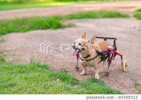 Cute little dog in wheelchair or cart walking in Cute little dog in wheelchair or cart walking in 65560312
