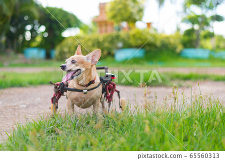Cute little dog in wheelchair or cart walking in Cute little dog in wheelchair or cart walking in 65560313