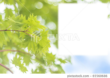 輝煌的鮮綠色的藍色楓葉，圓形和方形frame_background 65560686