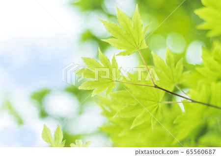 新鮮的綠色藍色楓葉樹梢和散景背景 65560687