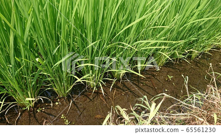 Rice summer Rice summer 65561230