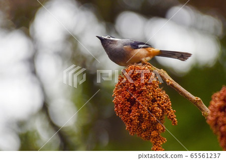 On the branch of a red-colored fruit tree. 65561237