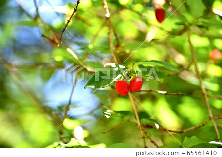 Fruit of a grasshopper Fruit of a grasshopper 65561410