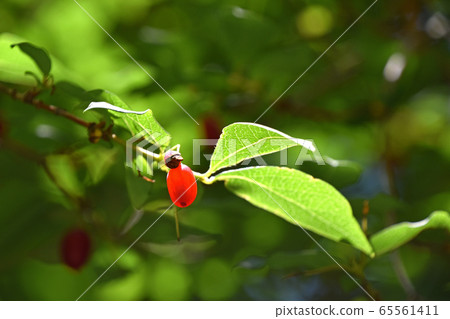 Fruit of a grasshopper Fruit of a grasshopper 65561411