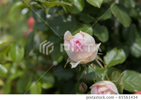 “八g綜合公園”玫瑰2020 65561434